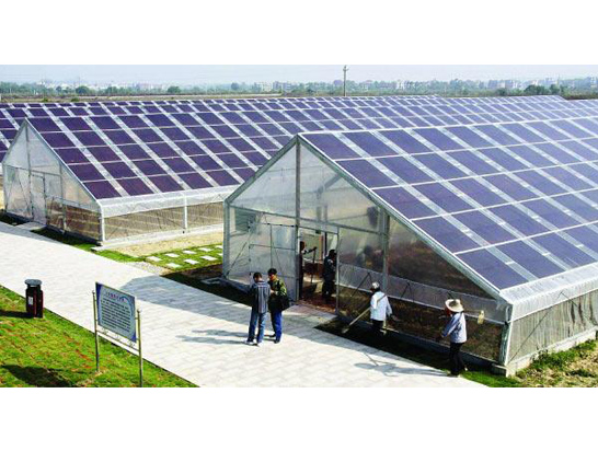 Plants: image 1 0f 4 thumb